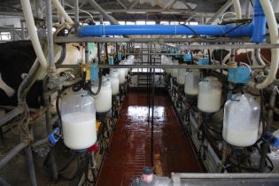 BHP w przy przetwórstwie mleka i jego pochodnych – niedopuszczenie do/odsunięcie od pracy