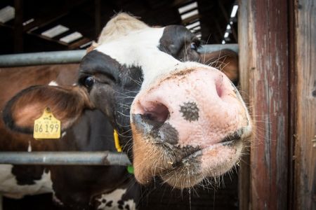 cow-2654151_640